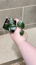 Load image into Gallery viewer, Hoya Mathilde Splash (G)