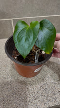 Load image into Gallery viewer, Anthurium pinkleyi (B)