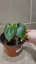 Load image into Gallery viewer, Anthurium pinkleyi (B)