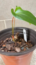 Load image into Gallery viewer, Anthurium pinkleyi (B)