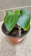 Load image into Gallery viewer, Anthurium pinkleyi (B)