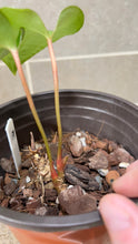 Load image into Gallery viewer, Anthurium pinkleyi (B)