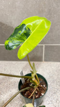 Load image into Gallery viewer, Philodendron Burle Marx Variegata