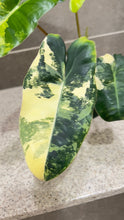 Load image into Gallery viewer, Philodendron Burle Marx Variegata