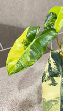 Load image into Gallery viewer, Philodendron Burle Marx Variegata