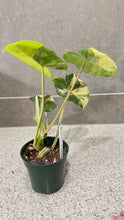 Load image into Gallery viewer, Philodendron Burle Marx Variegata