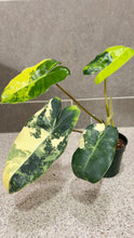 Load image into Gallery viewer, Philodendron Burle Marx Variegata