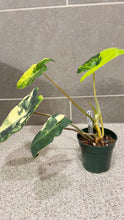 Load image into Gallery viewer, Philodendron Burle Marx Variegata