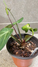 Load image into Gallery viewer, Anthurium villenaorum