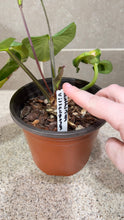 Load image into Gallery viewer, Anthurium villenaorum