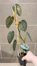 Load image into Gallery viewer, Philodendron brandtianum B