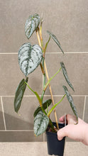 Load image into Gallery viewer, Philodendron brandtianum B