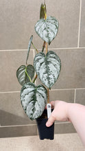 Load image into Gallery viewer, Philodendron brandtianum B