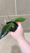 Load image into Gallery viewer, Hoya callistophylla A