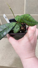 Load image into Gallery viewer, Hoya callistophylla A