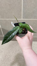 Load image into Gallery viewer, Hoya callistophylla A