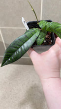 Load image into Gallery viewer, Hoya callistophylla A