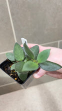 Load image into Gallery viewer, Hoya nummularioides B (String of Nickels)