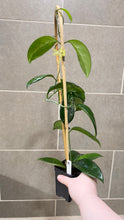Load image into Gallery viewer, Hoya skinneriana 'Dee’s Big One' Splash (C)