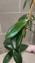 Load image into Gallery viewer, Hoya skinneriana 'Dee’s Big One' Splash (C)