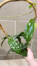 Load image into Gallery viewer, Hoya skinneriana 'Dee’s Big One' Splash (C)