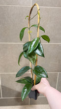 Load image into Gallery viewer, Hoya skinneriana 'Dee’s Big One' Splash (C)