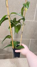 Load image into Gallery viewer, Hoya skinneriana 'Dee’s Big One' Splash (C)