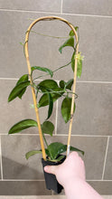Load image into Gallery viewer, Hoya skinneriana 'Dee’s Big One' Splash (C)