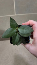 Load image into Gallery viewer, Hoya nummularioides D (String of Nickels)