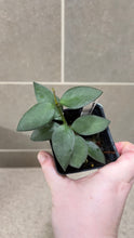 Load image into Gallery viewer, Hoya nummularioides D (String of Nickels)