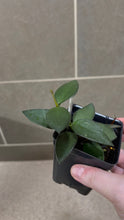 Load image into Gallery viewer, Hoya nummularioides D (String of Nickels)