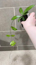 Load image into Gallery viewer, Hoya crassipetiolata Splash M