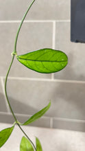Load image into Gallery viewer, Hoya crassipetiolata Splash M