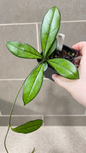 Load image into Gallery viewer, Hoya crassipetiolata Splash M