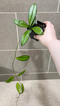 Load image into Gallery viewer, Hoya crassipetiolata Splash M