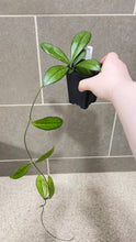 Load image into Gallery viewer, Hoya crassipetiolata Splash M