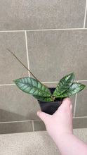 Load image into Gallery viewer, Hoya callistophylla E