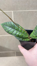 Load image into Gallery viewer, Hoya callistophylla E
