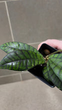 Load image into Gallery viewer, Hoya callistophylla E