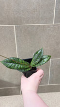 Load image into Gallery viewer, Hoya callistophylla E