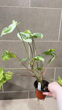 Load image into Gallery viewer, Syngonium podophyllum Jade (B)