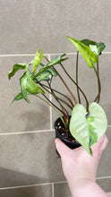 Load image into Gallery viewer, Syngonium podophyllum Jade (B)
