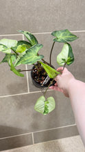 Load image into Gallery viewer, Syngonium podophyllum Jade (B)