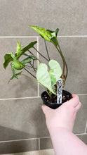 Load image into Gallery viewer, Syngonium podophyllum Jade (B)