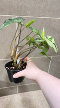Load image into Gallery viewer, Syngonium podophyllum Jade (B)