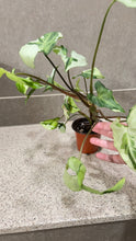 Load image into Gallery viewer, Syngonium podophyllum Jade (1)
