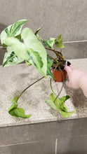 Load image into Gallery viewer, Syngonium podophyllum Jade (1)