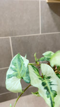 Load image into Gallery viewer, Syngonium podophyllum Jade (1)