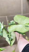 Load image into Gallery viewer, Syngonium podophyllum Jade (1)
