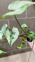 Load image into Gallery viewer, Syngonium podophyllum Jade (1)